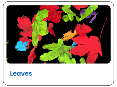 Card Leaves