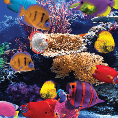 Card Aquarium